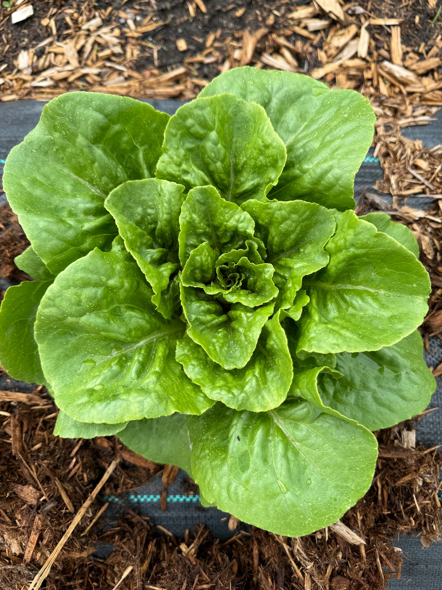 Lettuce - Winter Density