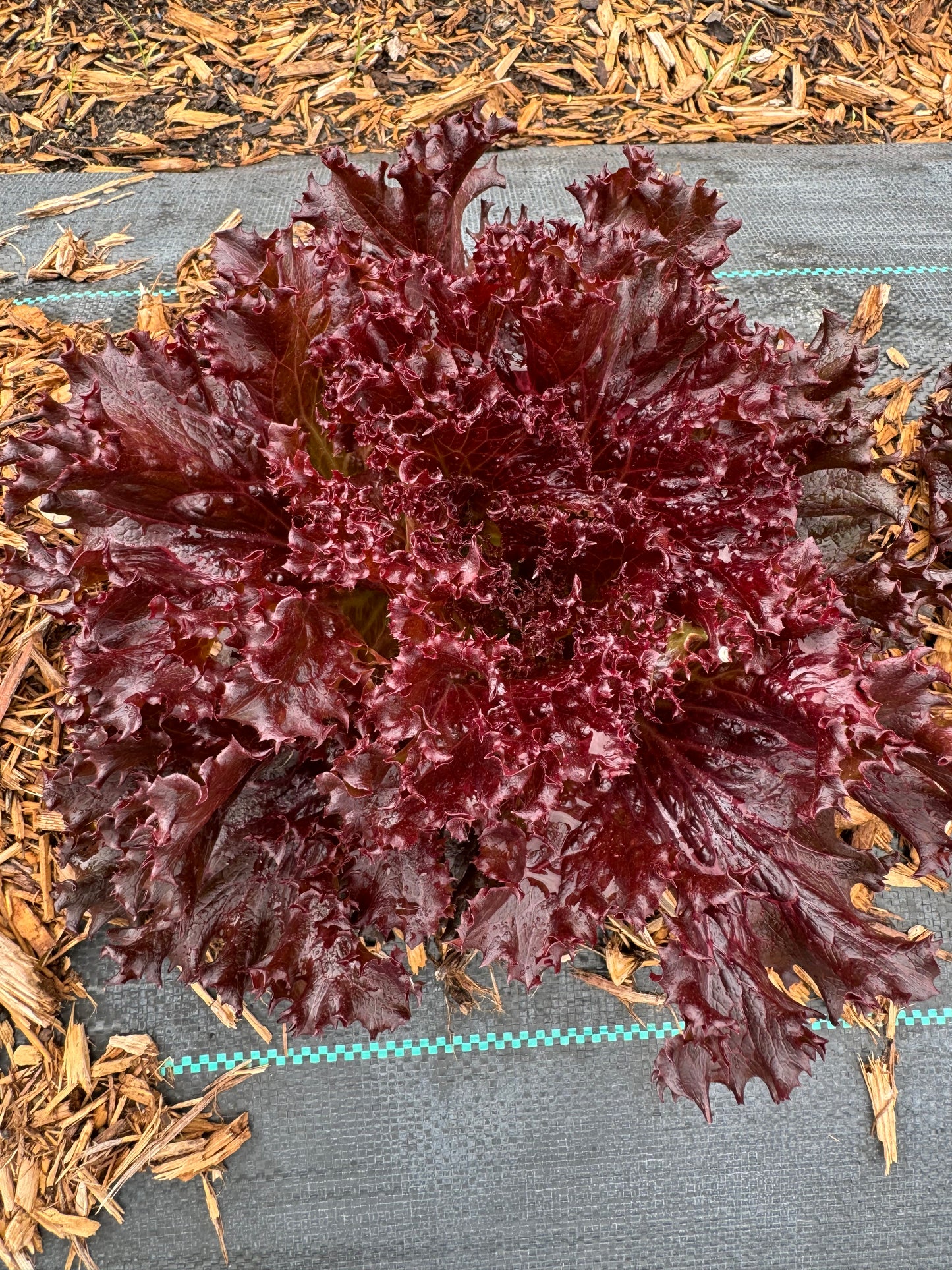 Lettuce - Azirka